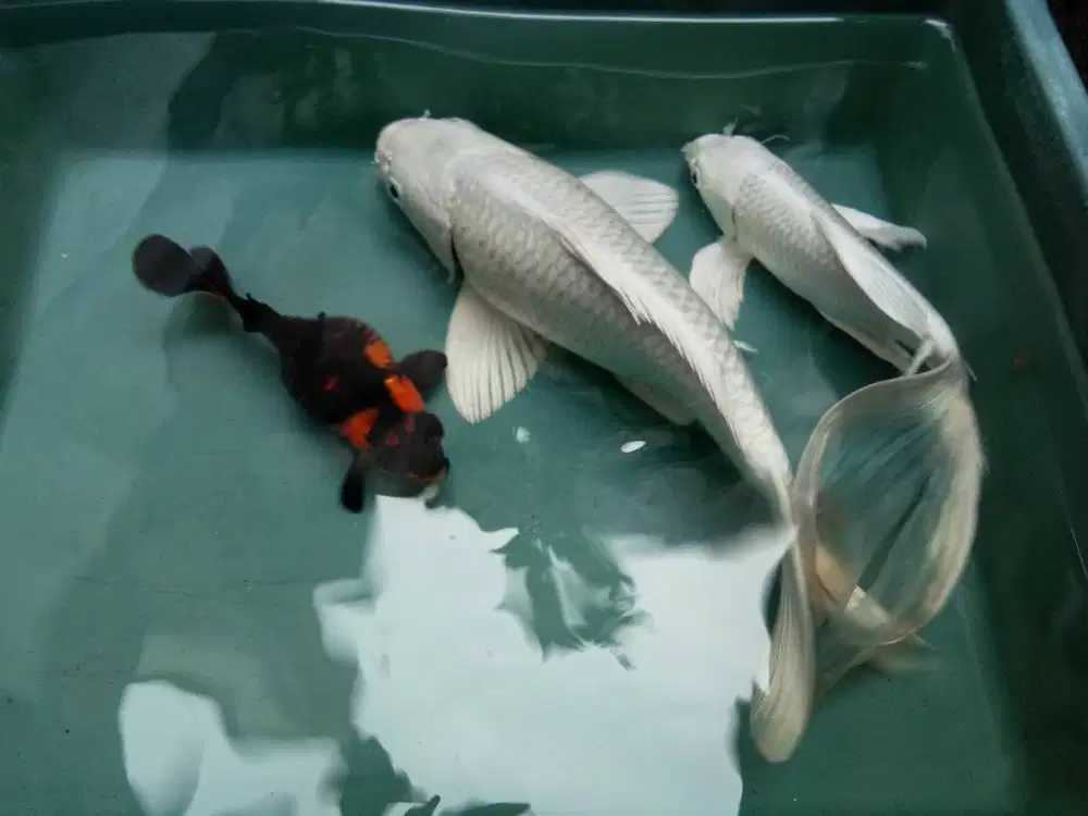 Ikan koi dan tamasaba