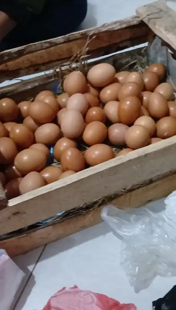 TELUR AYAM MURAH 26 RIBU PER KILO