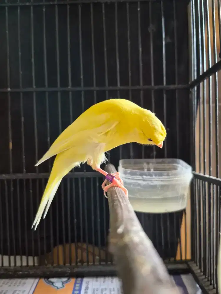 Kenari F3sf x F1 Rasmi