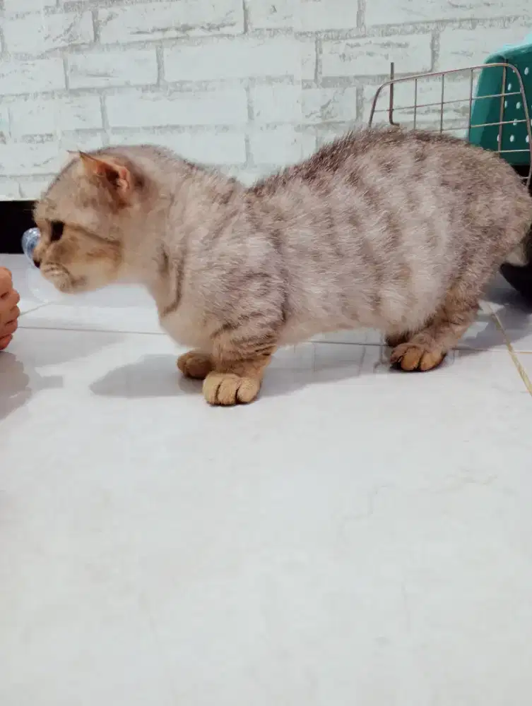 kucing BETINA munchkin gaelic