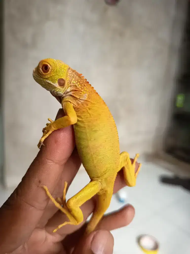 Iguana Red albino