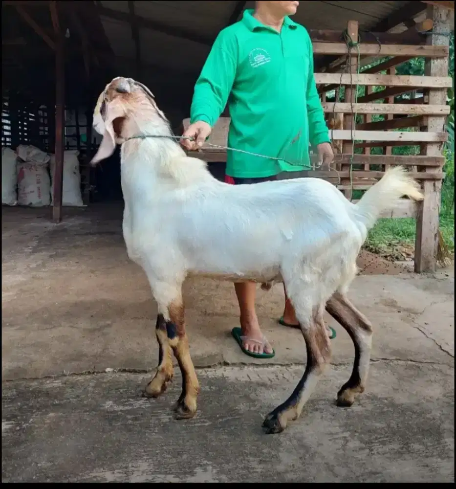 Jual Kambing Super Premium / Kambing PE / Kambing Aqiqah Murah