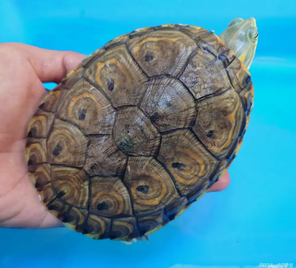 Kura-kura venusta size 12cm