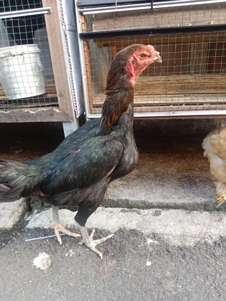 Ayam Bangkok Betina