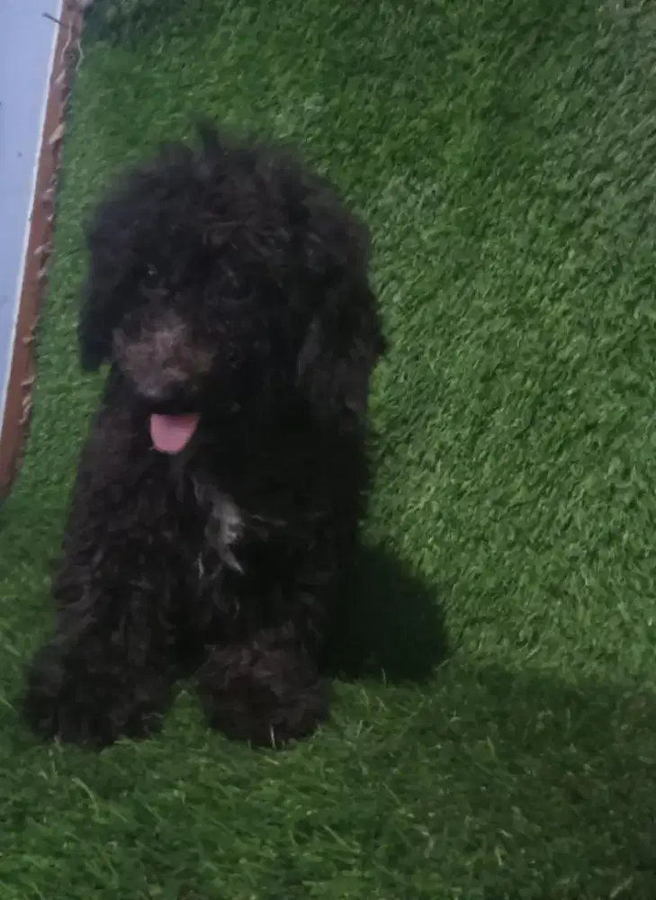 Poodle jantan hitam gembul
