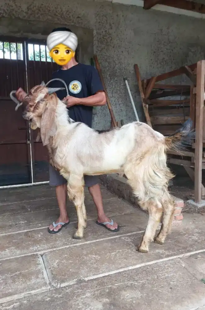 Kambing dan Domba Aqiqah dan Qurban Murah