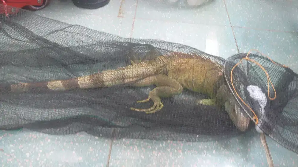 Iguana panjang 1meteran