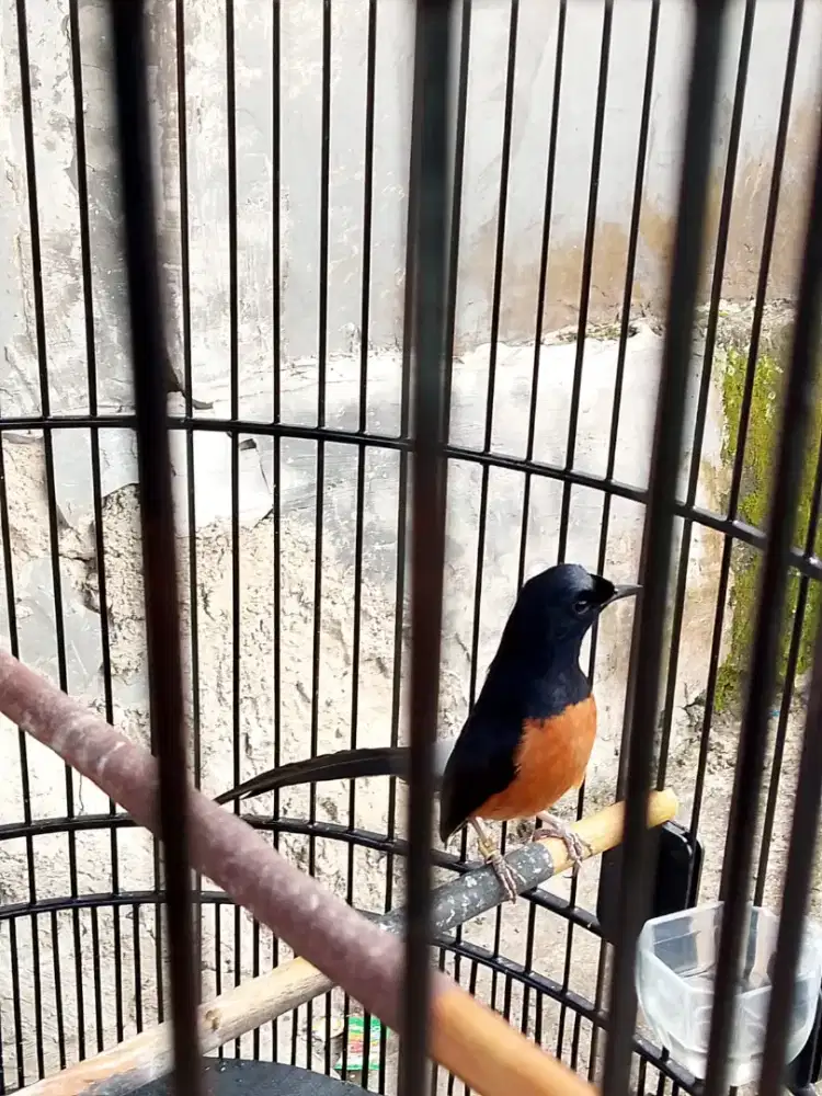 Murai Batu Prestasian