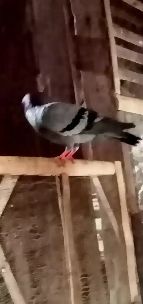 DUA PASANG MERPATI DI JUAL 100