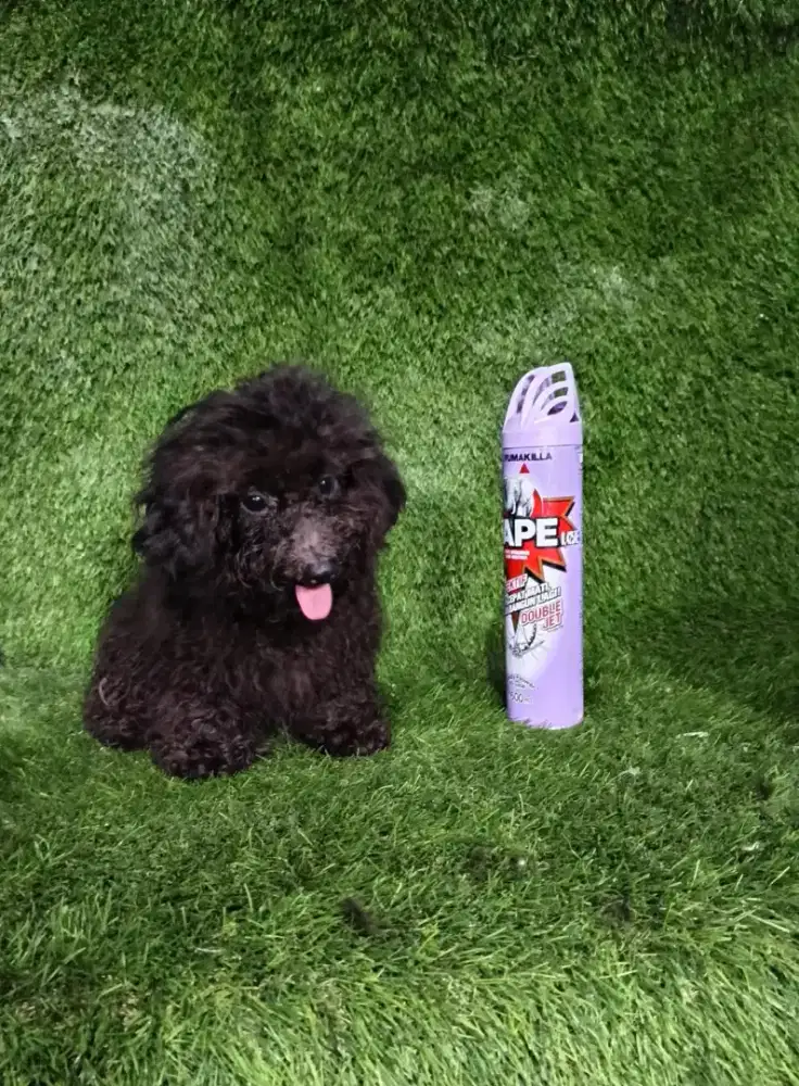 Poodle betina hitam tiny gemoy