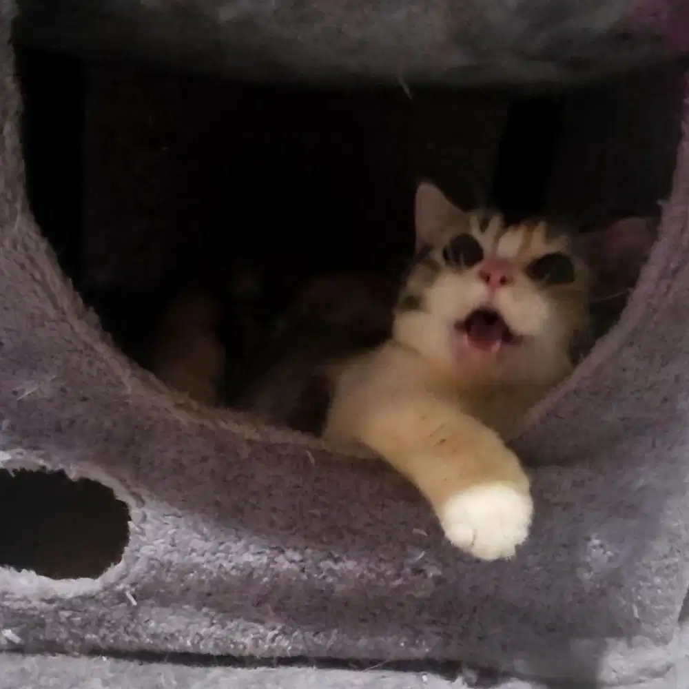 MUNCHKIN BSH SCOTTYS FOLD BETINA CALICO