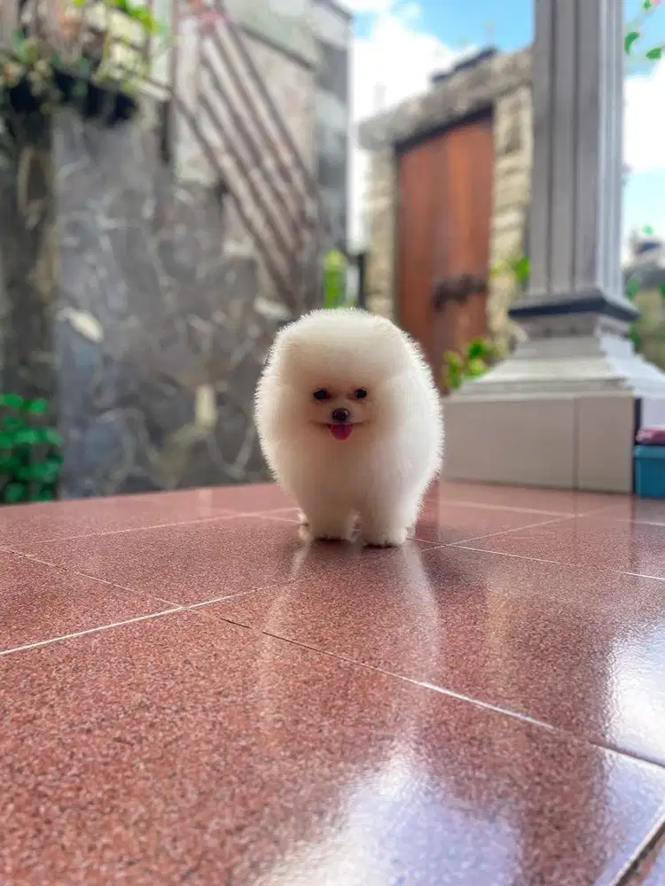 Pomeranian White
