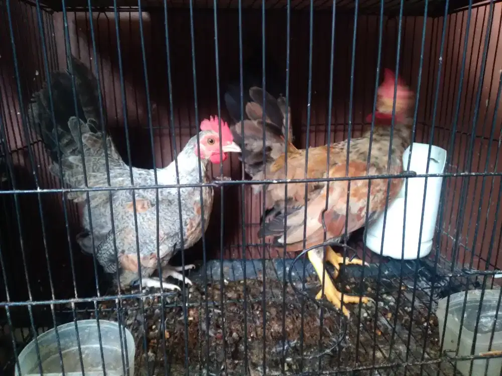 Ayam kate jantan remaja