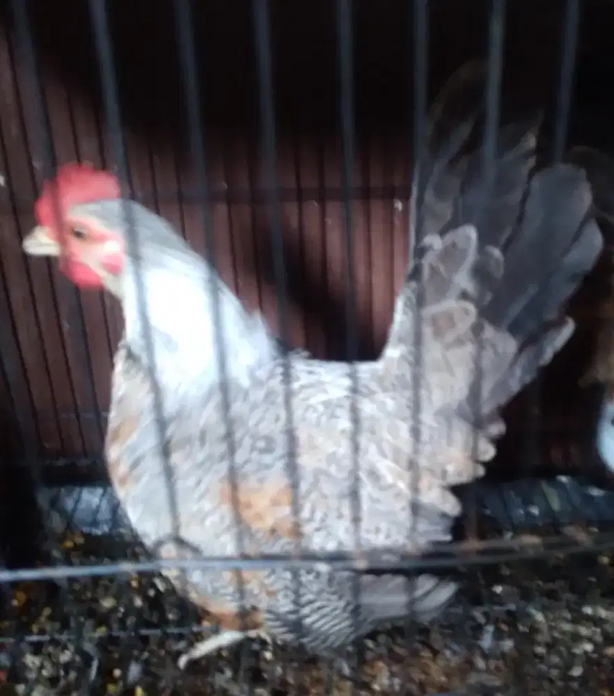 Ayam kate jantan remaja