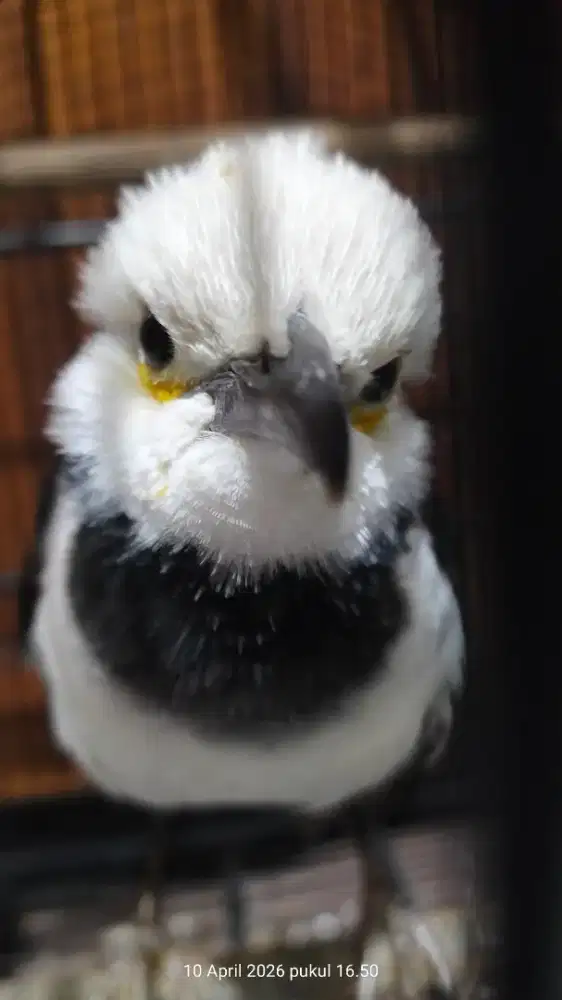 Burung jalak hongkong