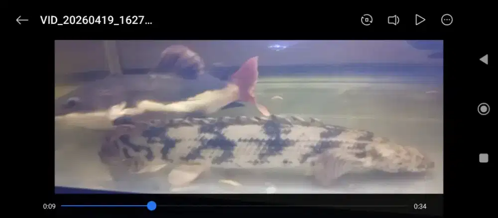 Jual borongan ikan RTC,naga,chana maru