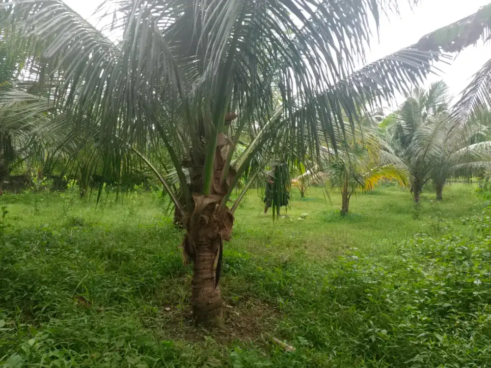 DIJUAL TANAH LUAS COCOK UNTUK HUNIAN/PERKEBUNAN - SIAP PAKAI