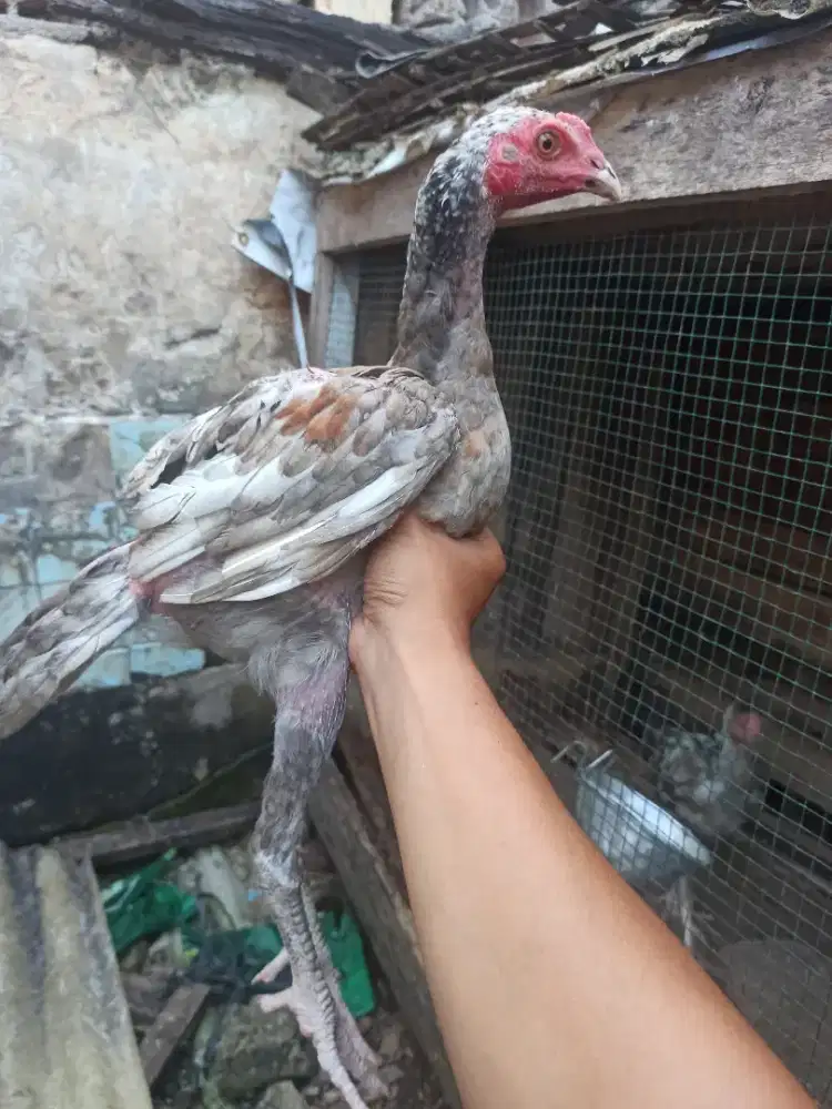 Ayam Bangkok plucker