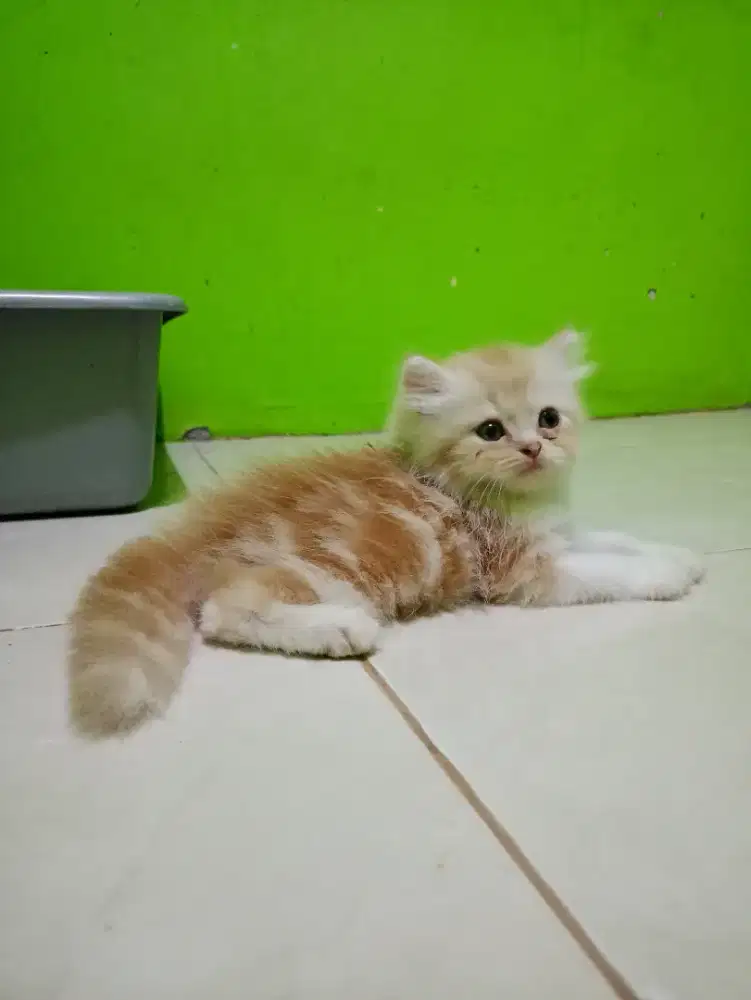 Lepas adop kitten persia