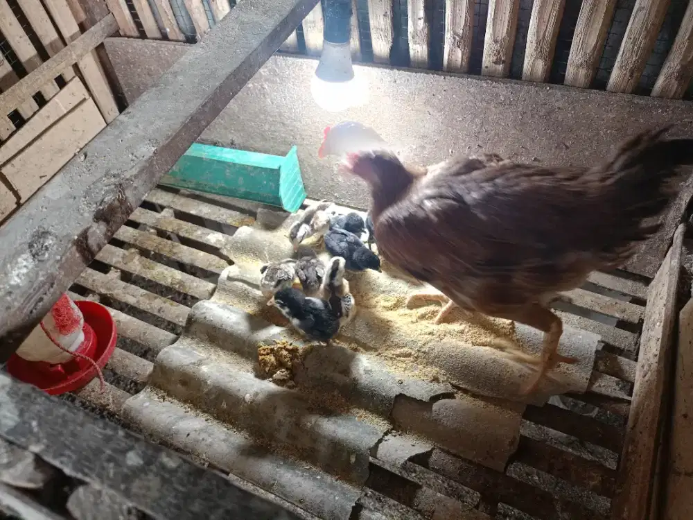 Jual Ayam Bangkok dan anakan 9 ekor