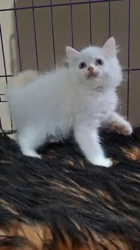 Lepas adop kitten persia