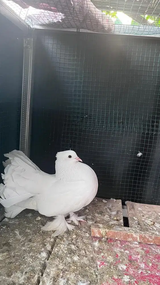 Merpati kipas sepasang