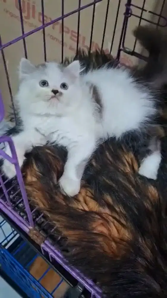 Lpas adop kitten Persia