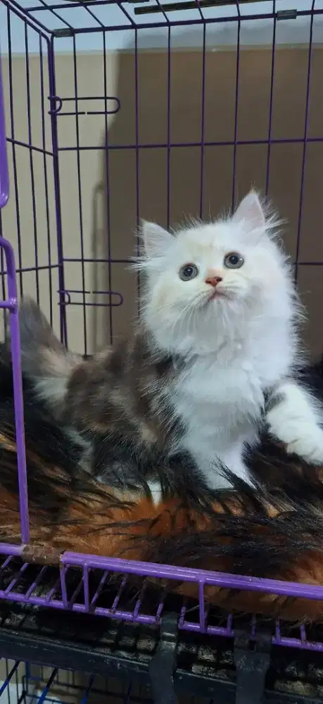 Lepas adop kitten Persia