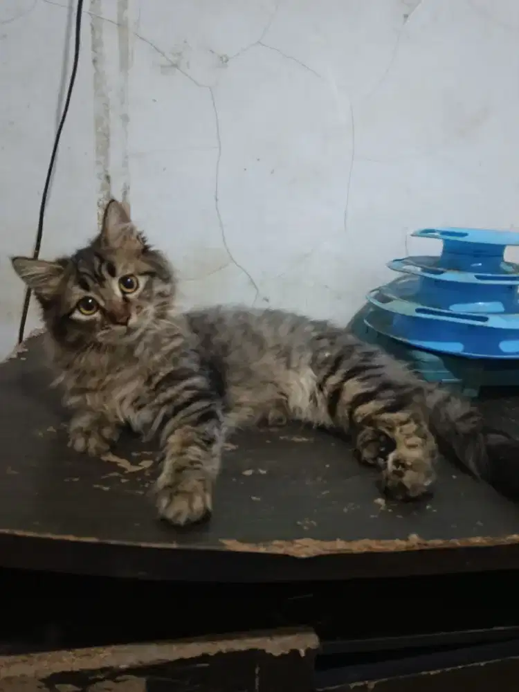 Kucing Persia medium