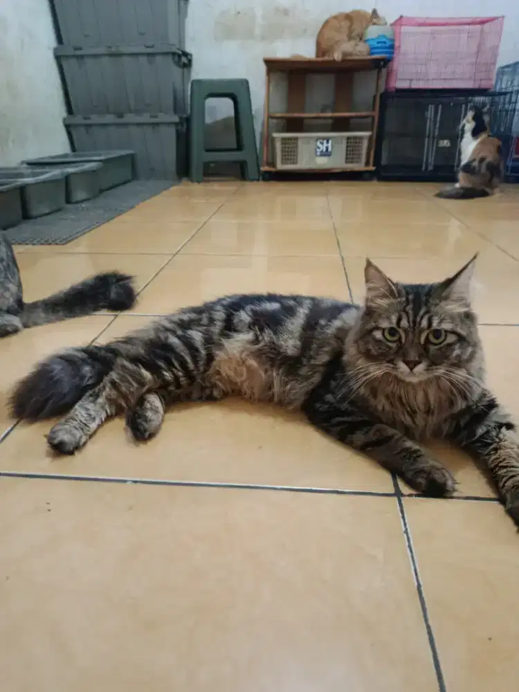 Kucing Persia medium