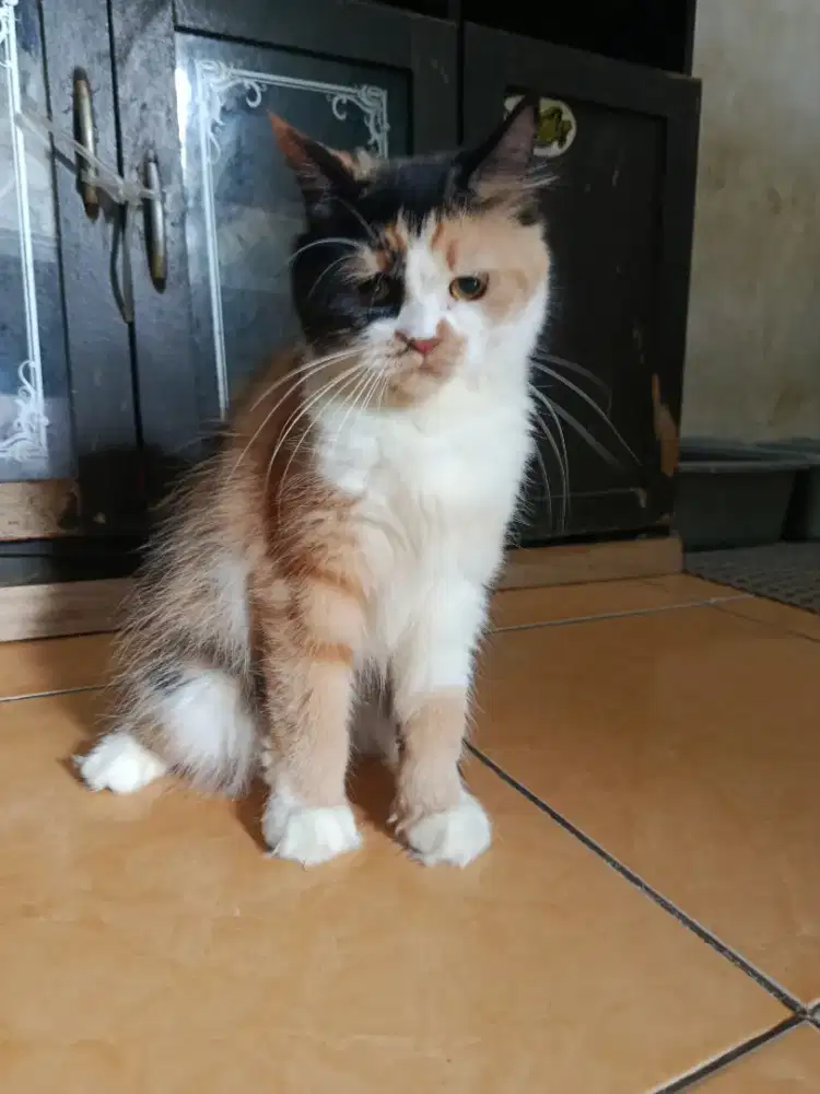 Kucing calico betina