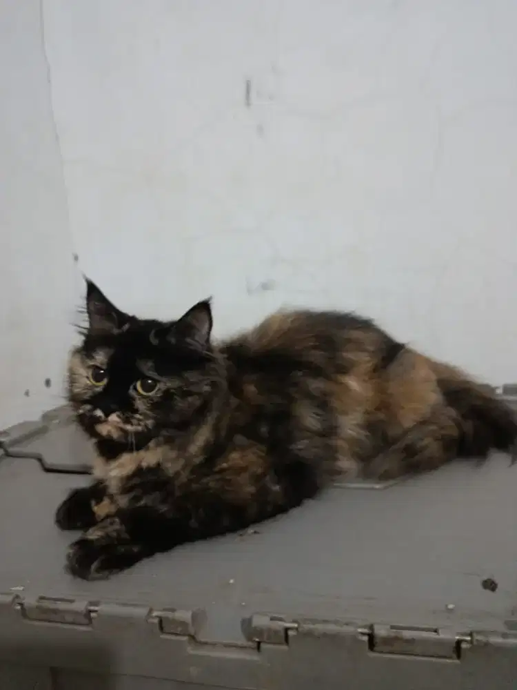 Kucing Persia medium