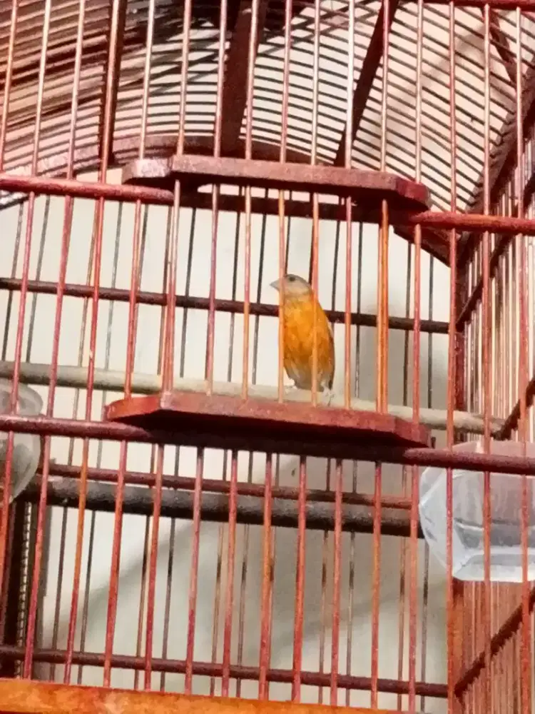 Red siskin double dilute gacor