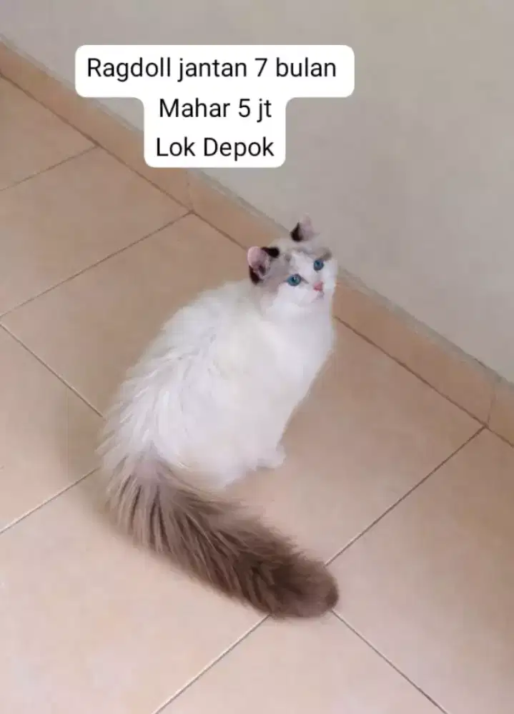 Ragdoll jantan non ped usia 7 bulan