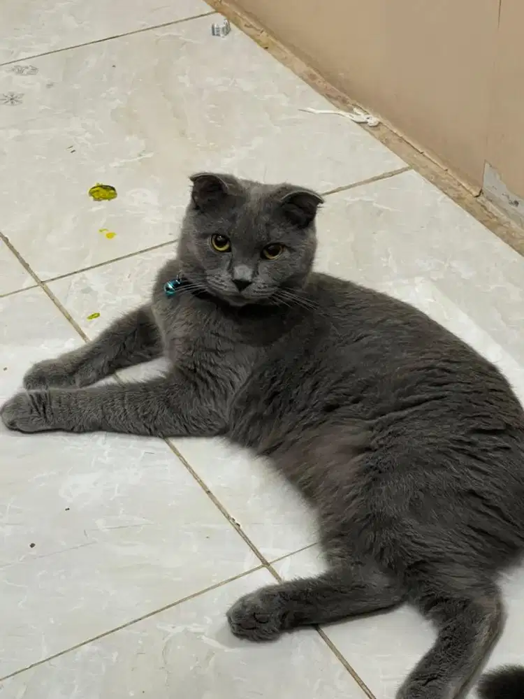 Scottish fold mix bsh betina