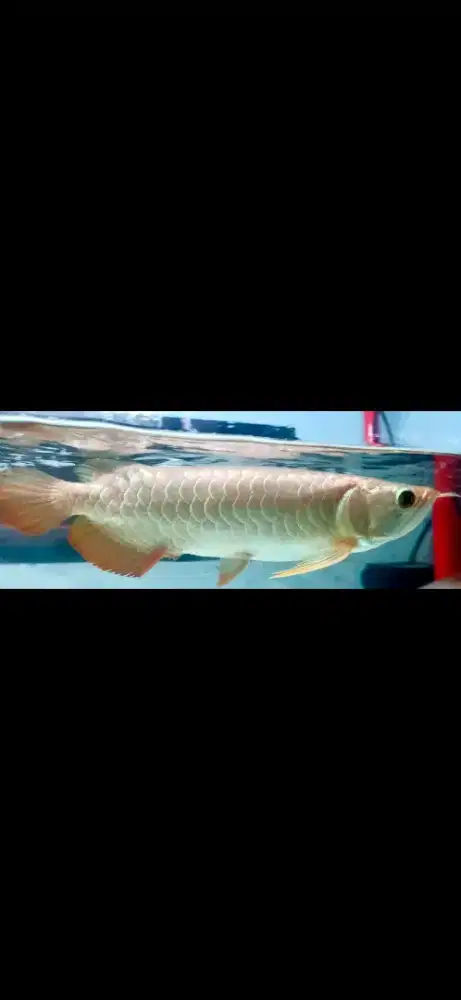 Ikan Arwana Crossback Golden 24K F5 28cm