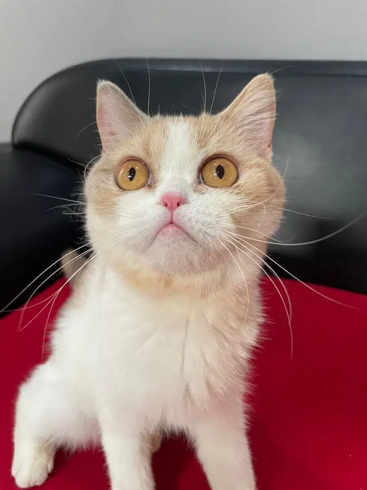 British shorthair Calico (Steril)