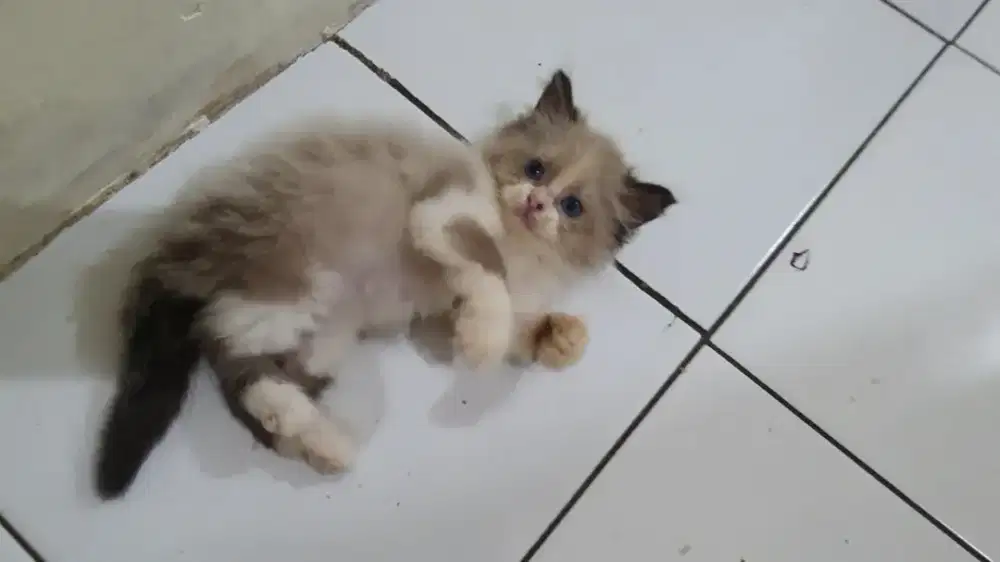 Kitten RagdoLL Bicolour Pure Non Ped (Male)