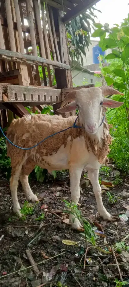 Bismillahirrahmanirrahim jual domba buat qurban