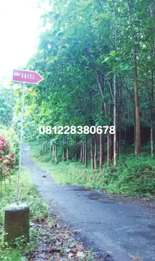 Investasi Emas Tanah 2,5 Ha + 5 rb Pohon Jati, Gaharu di Kulon Progo