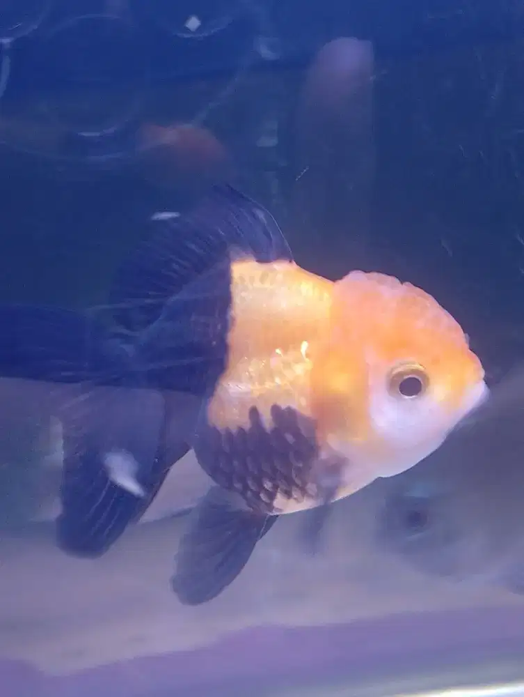 Menjual Ikan mas koki