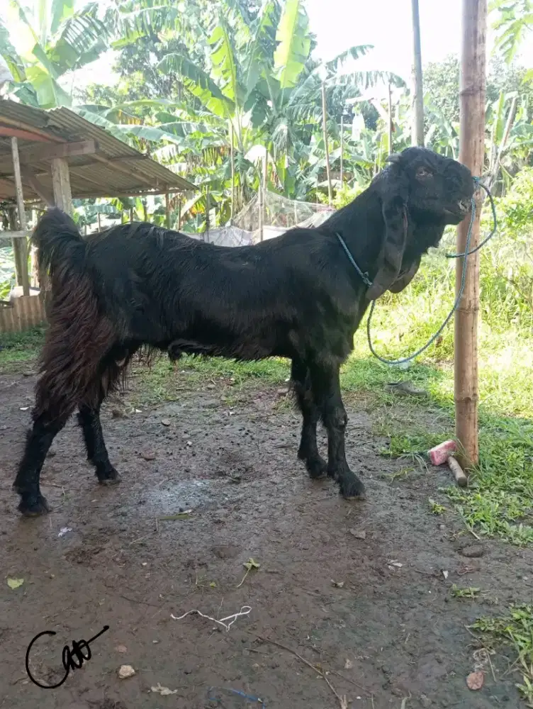 Kambing Qurban bb 35-40kg