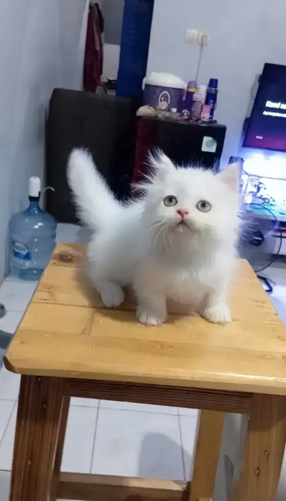 MUNCHKIN LONGHAIR WHITE SOLID