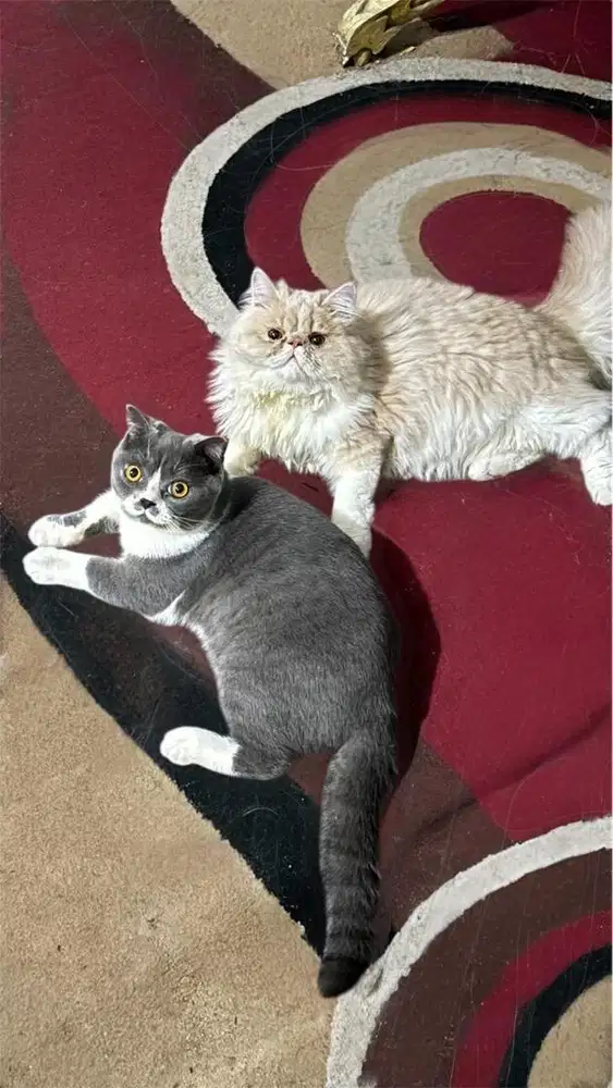 Kucing bsh dan peaknose