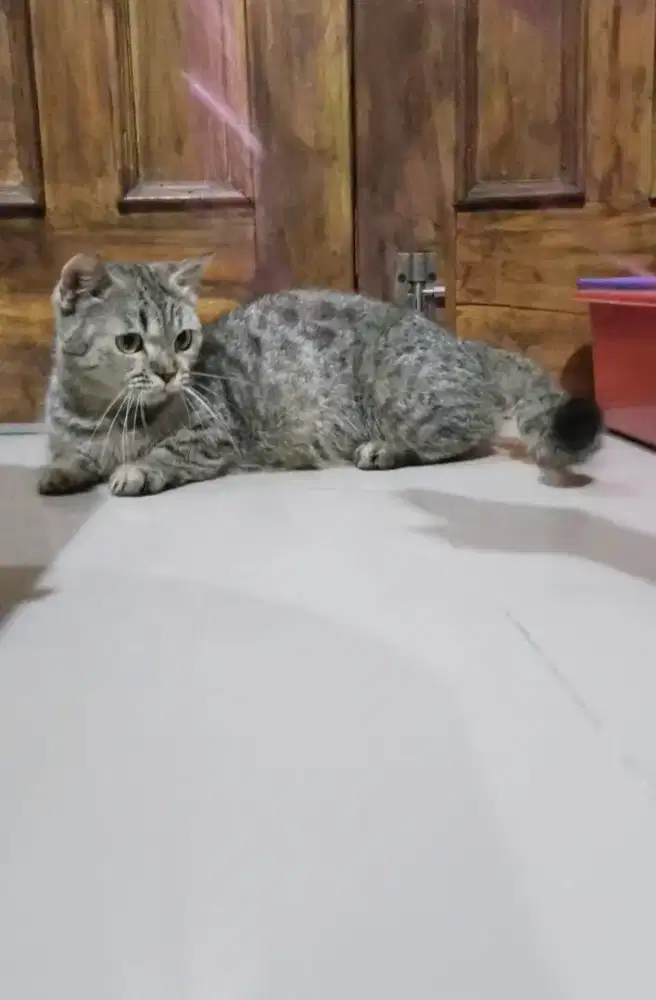 Munchkin betina 1.5 th