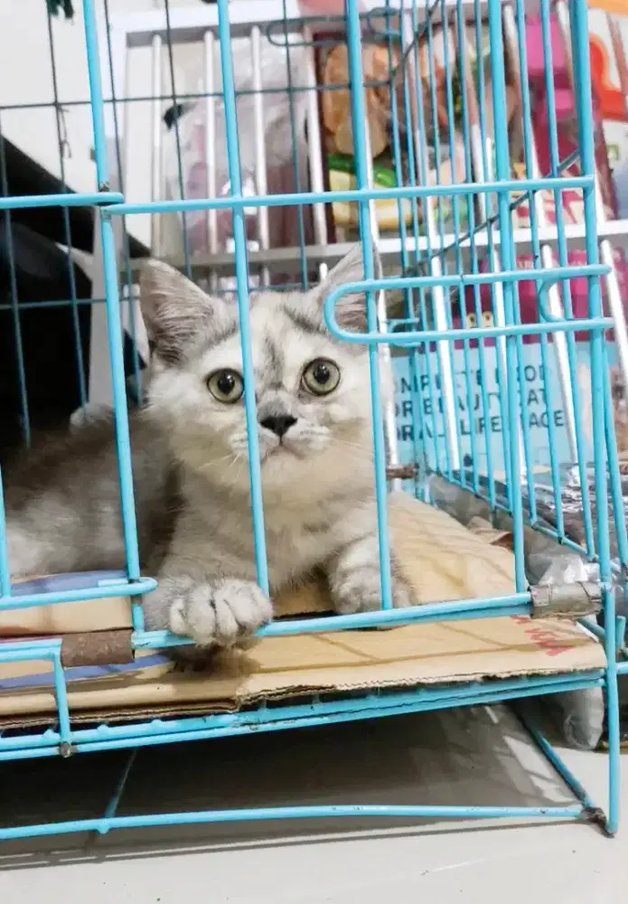 Kitten bsh silver murah