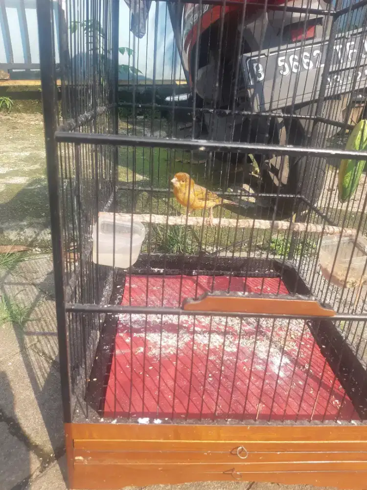 Jual burung kenari gacor buja