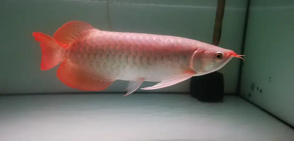 Arwana super red uk 33-36 cm