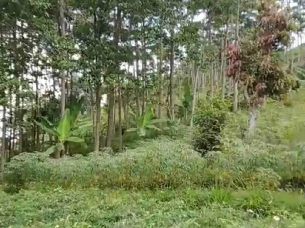 Tanah murah samping SPG parakan muncang