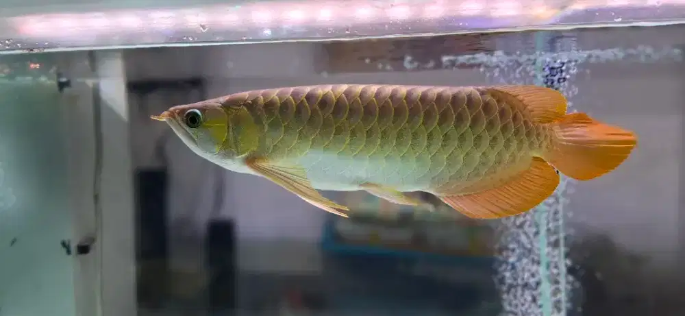 Ikan arwana super red